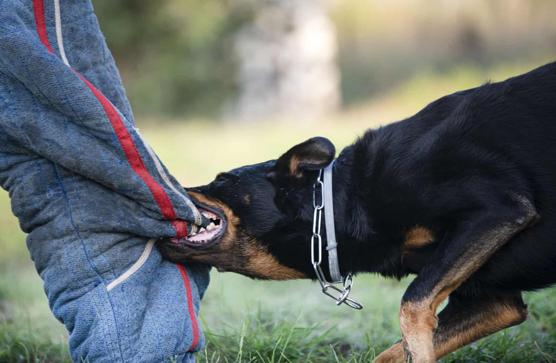 A dog bite